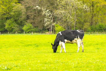 a dairy cow eating grass in a beautiful farm
