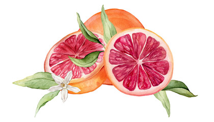 Composition with slice and whole Grapefruit and white flower . Hand drawn watercolor illustration of orange tropical citrus fruit and leaves on isolated background. Half grapefruit with green leaves
