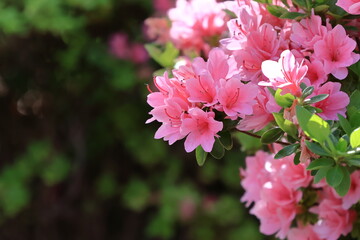 咲き誇る情熱の花