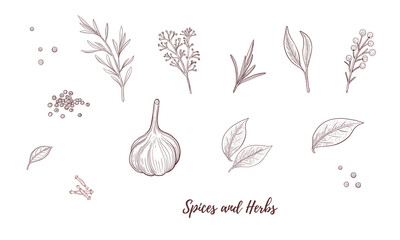 Set of Vector garlic line art, rosemary, Bay leave, pepper black, cloves, dill, graphic line herb spice health medicine. garlic spice for fish for cooking. Engraving. Harvest. Great for any designs, t