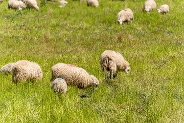 Fototapeta premium Grazing sheep. A few sheep graze peacefully in a green meadow. Their shaggy bodies have colorful markings.