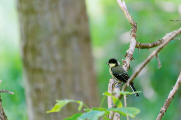 Great Tit on Branch in Forest. A great tit sits on a bare branch against a green, blurred forest...