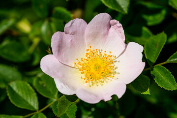 Wild Rose Flower, Also Known As Dog Rose Or Rosa Canina. Blooming wild rose hips. A beautiful flower.