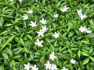 Dense Bush of White Crepe Jasmine Flowers and Lush Green Leaves