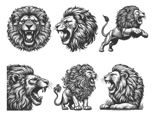 Naklejka premium Roaring Lion Set collection bundle sketch engraving generative ai vector illustration. Scratch board imitation. Black and white image.