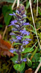 selective focus of bugle flowers (Ajuga reptans) with vibrant purple-blue flowers growing among moss and foliage