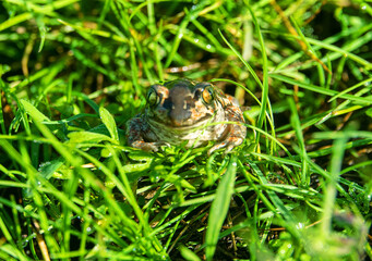 Common spadefoot (Pelobates vespertinus Pallas). Face portrait. The valley of the Don River in the middle reaches, a grassy meadow on sandy soil