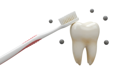 Isolated Tooth Being Brushed with a Toothbrush