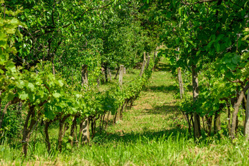 Vineyard landscape in Spring in Serbia