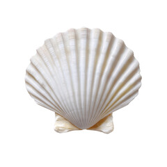 A single white scallop seashell with ridges displayed against a stark transparent background in a studio shot