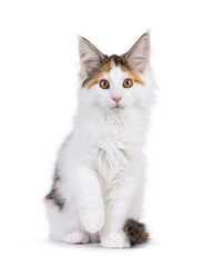 Cute tortie Maine Coon cat kitten, sitting up facing front with one paw playfull lifted up. Looking straight towards camera. Isolated on a white background.