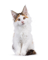 Cute tortie Maine Coon cat kitten, sitting up facing front. Looking straight towards camera with interested head tilt. Isolated on a white background.