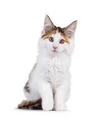 Cute tortie Maine Coon cat kitten, sitting up facing front with one paw playfull lifted up. Looking straight towards camera. Isolated on a white background.