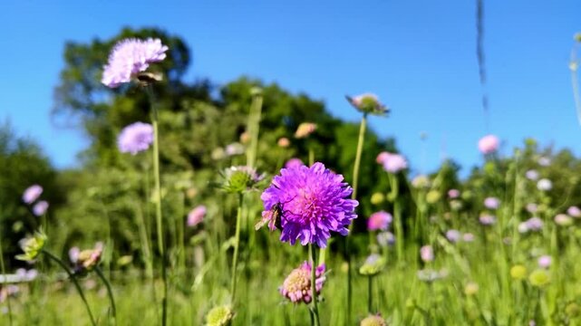 flei&szlig;iges Insekt auf violetter Bl&uuml;te in Zeitlupe &ndash; faszinierende Naturdetails und sanfte Bewegungen f&uuml;r eindrucksvolle Makroaufnahmen und authentische Umweltdesigns
