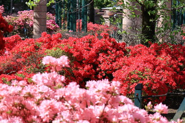 咲き誇る情熱の花