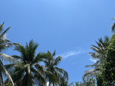 palm trees against beautiful blue sky in the afternoon 