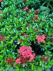 red flowers and green leaves in the garden.