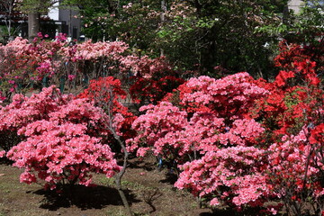 咲き誇る情熱の花