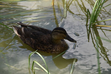 A female mallard is swimming in a pond in sunny summer day.