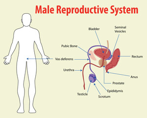 male reproductive system