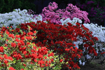 咲き誇る情熱の花