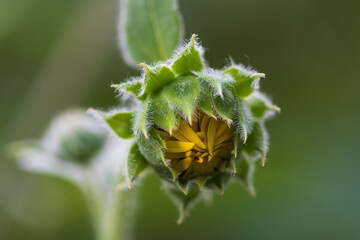 夏の庭で芽吹くヒマワリの蕾クローズアップ