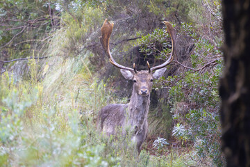 Fallow deer buck is standing on the ground in the woods