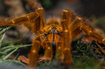 Pterinochilus murinus,spinne, insecta, tier, tarantel,