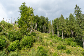 Green forest trees. Nature background.