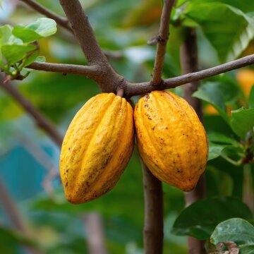 Close up of two ripe yellow cocoa pods growing on a tree branch in natural sunlight in a tropical location