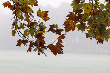 Orange and green maple leaves in the foggy morning.