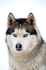 Close up portrait of a beautiful siberian husky dog with striking blue eyes isolated on white background