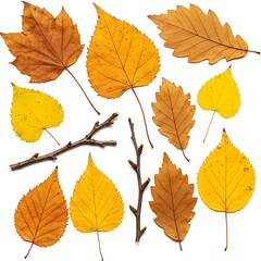 Fototapeta premium Autumn leaves and twigs isolated on white background