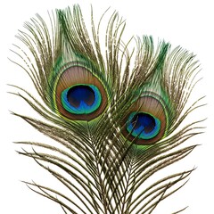 Obraz premium Two peacock feathers isolated on white background displaying vibrant colors