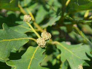 Small acorns of a Prairie Stature Oak in summer, Colorado