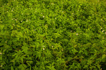 green grass background