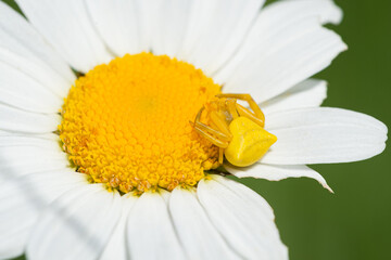 Thomisus onustus