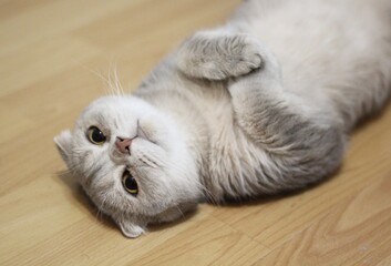Nice lovely cute scottish cat relaxing resting at hime on the floor cozy photo pet	
