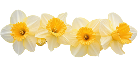 Four spring narcissus daffodils with yellow centers arranged in line isolated on white transparent background