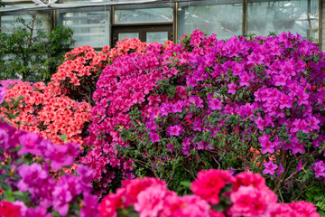Azalea bud flower. Rhododendron plant in garden. Floral background. Pink bush grow