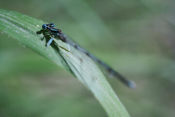 Dragonfly insect at spring macro photography