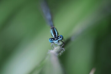 Dragonfly insect at spring macro photography