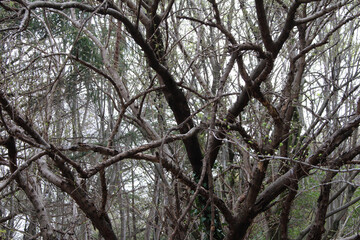 Trees with fresh young green leaves in a natural forest. Tree branches with foliage in spring...
