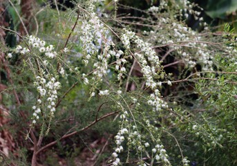 White flowers of a Tickbush growing in a garden. Kunzea ambigua