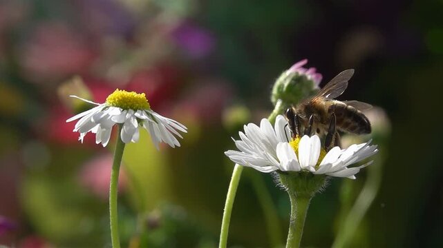 Bee, flying on flowers. closeup view. Slow-motion. Daisy flowers.
