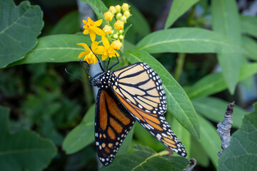 Monarch Butterfly Feeding on Yellow Milkweed Blossoms