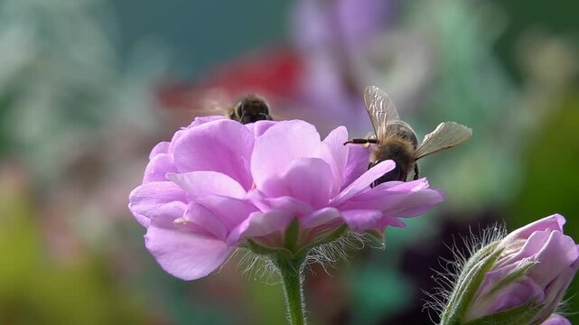 Bees on pink rose flower. Slow-motion
