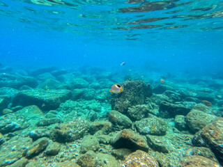 Solo butterflyfish in crystal clear tropical waters of Pulau Weh in Northwest of Sumatra Indonesia
