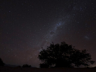 Un arbol y de fondo la via lactea desde el Desierto de Atacama, Chile