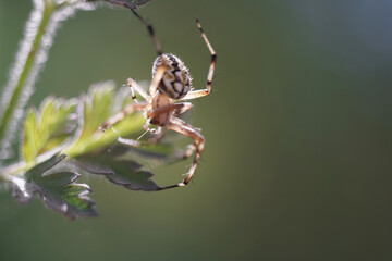 Spider insects arthropods in the rainforest macro photography
